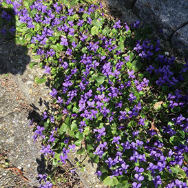 foto van de tuin