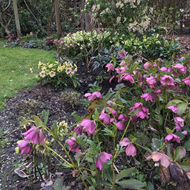 foto van de tuin